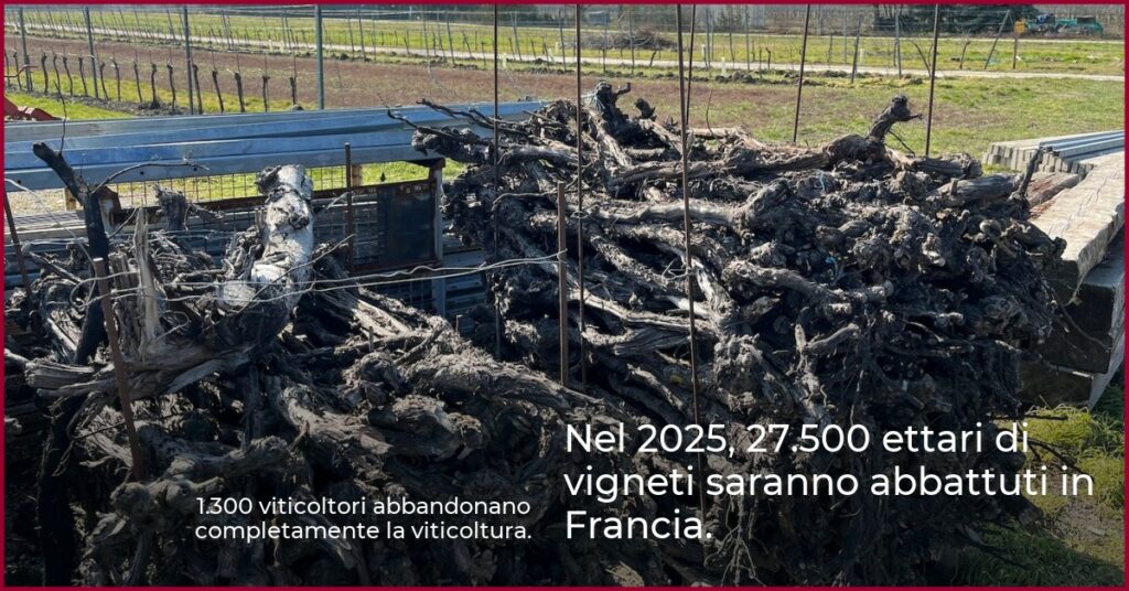 Nel 2025, 27.500 ettari di vigneti saranno abbattuti in Francia.