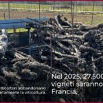 Nel 2025, 27.500 ettari di vigneti saranno abbattuti in Francia.