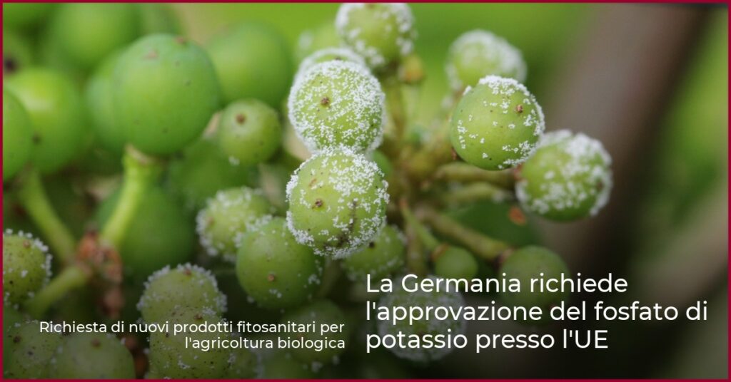 La Germania richiede l’approvazione del fosfato di potassio presso l’UE