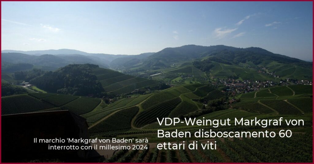 VDP-Weingut Markgraf von Baden disboscamento 60 ettari di viti