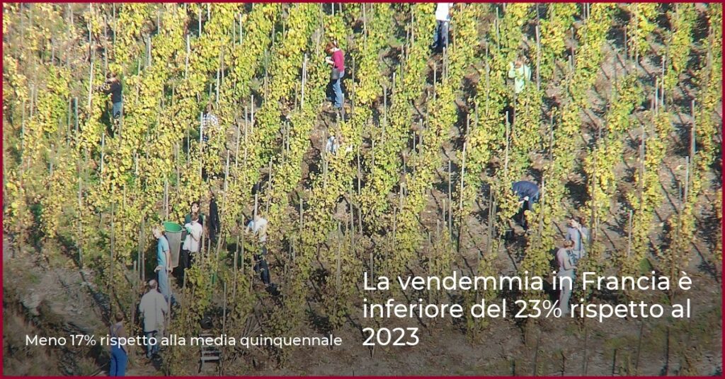 La vendemmia in Francia è inferiore del 23% rispetto al 2023