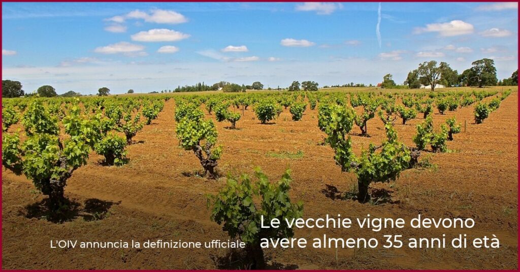 Le vecchie vigne devono avere almeno 35 anni di età