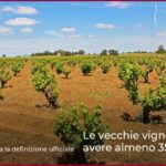 Le vecchie vigne devono avere almeno 35 anni di età