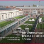 Un vigneto sta nascendo presso il Politecnico di Torino