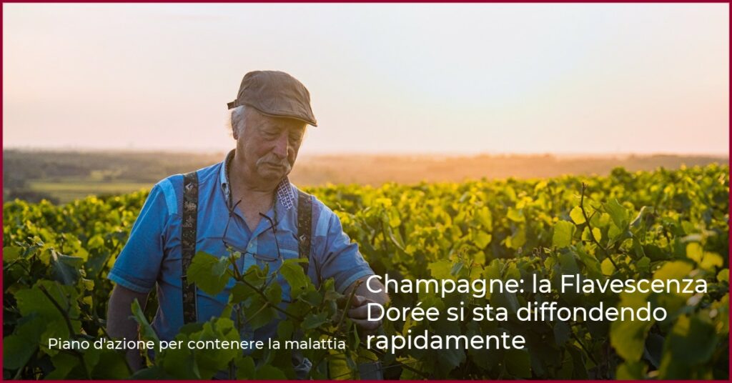 Champagne: la Flavescenza Dorée si sta diffondendo rapidamente