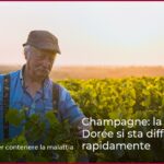 Champagne: la Flavescenza Dorée si sta diffondendo rapidamente